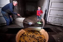 جمع کردن موش در یک انبار ذخیره گندم توسط کشاورز استرالیایی + عکس