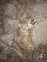 مرگ پلنگ ایران در آتش سوزی کوه حاتم + عکس