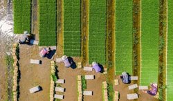 نمای هوایی شالیزار برنج در چین + عکس