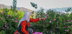 تصاویری زیبا از برداشت گل محمدی در روستای زناسوج