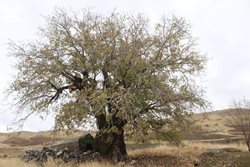 ابلاغ مراتب ثبت ملی 6 اثر طبیعی به استاندار کردستان