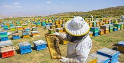 آذربایجان غربی، رتبه نخست تولید عسل در کشور + عکسها