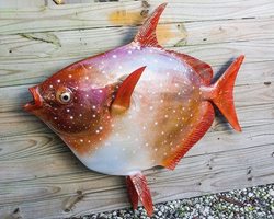 گونه ای زیبا از ماهی اقیانوسی در سواحل آمریکا + عکس
