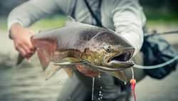 ماهیگیری در آلاسکا + تصاویر