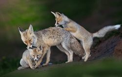 تصاویری دیدنی از شیطنت بچه روباه ها در حیات وحش ایران