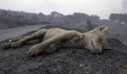 تصویری غم انگیز از حیوان سوخته در آتش سوزی