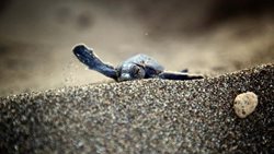 حرکت لاکپشت تازه متولد شده به سمت دریا + عکس
