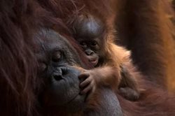 اورانگوتان تازه متولد شده در باغ وحشی در اسپانیا + عکس