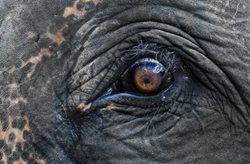 چشم یک فیل از نمای نزدیک + عکس