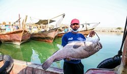 ماهی هامور بزرگ در دستان صیاد بوشهری + عکس