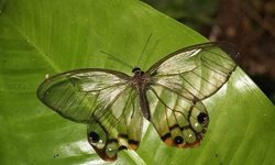 تصاویری از زیباترین پروانه های دنیا