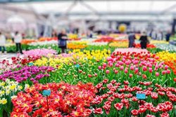 بستر همکاری گردشگری در زمینه گل و گیاهان زینتی بین البرز و آمستردام فراهم شد
