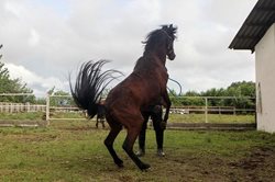 اسب کاسپین میراثی باستانی از پهنای خزر برای جهان است