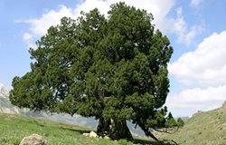 ساماندهی و حفاظت از درخت کهنسال ارس در شهرستانک کرج