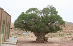 درخت 600 ساله در خراسان جنوبی ثبت ملی شد