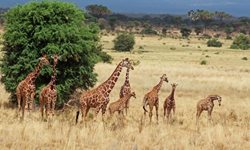 پارک ملی ابردیر یکی از دیدنی ترین پارک های ملی کنیا است