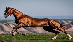 تعویق یک هفته ای جشنواره زیبایی اسب اصیل ترکمن