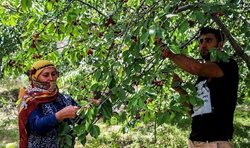 تصویب 4 طرح گردشگری کشاورزی در آذربایجان شرقی