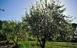 باغ سیب مهرشهر یکی از جاذبه های گردشگری کرج است