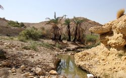 بنگه دشتی یکی از مناطق گردشگری بوشهر به شمار می رود