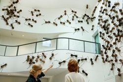 موزه ملی آمستردام میزبان مورچه هایی است که به علاقمندان خوش آمد خواهند گفت