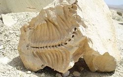 فسیل های 20 میلیون ساله شیرین سو جاذبه گردشگری بی نظیری است