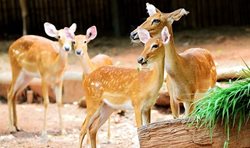 باغ وحش دوزیت یکی از جاهای دیدنی بانکوک به شمار می رود