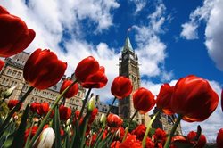 فستیوال گل لاله یکی از دیدنی ترین فستیوال های کانادا است