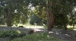باغ روضه ارم یکی از جاذبه های دیدنی استان کرمان است