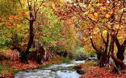 جنگلهای پردانان یکی از جاذبه های گردشگری آذربایجان غربی است