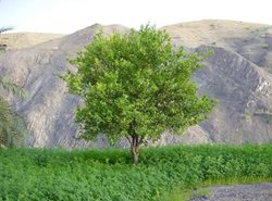 تنگه فنوج یکی از جاذبه های گردشگری سیستان و بلوچستان است