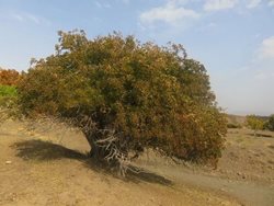 12 درخت کهنسال استان خراسان رضوی به ثبت ملی رسید