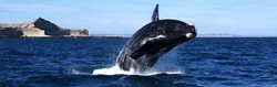 فستیوال نهنگ هرمانوس یکی از فستیوال های معروف آفریقای جنوبی به شمار می رود
