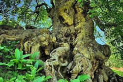 کهنسال ترین درخت گردوی ایران در اصفهان به ثبت ملی رسید