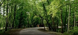 جنگل گلندرود یکی از جاذبه های گردشگری استان مازندران به شمار می رود