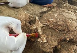 کشف تپه های خاکسپاری تاریخی به همراه اجساد و زیورآلات در مکزیک
