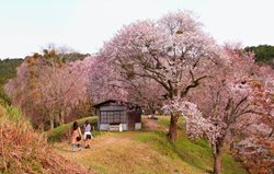 ژاپن دوباره آماده میزبانی از بازدید کنندگان فصل شکوفه های گیلاس شده است