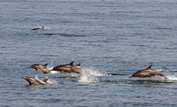 دلفین های بازیگوش یکی از جاذبه های گردشگری جزیره هنگام هستند