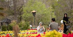 جشنواره گلهای لاله اراک تا اوایل اردیبهشت فعال خواهد بود