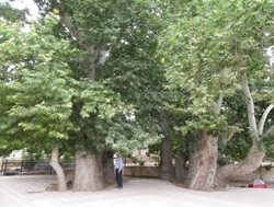 5 درخت کهنسال شهر دماوند در فهرست میراث طبیعی ملی ثبت شد