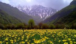 دشت دریاسر با رویش گلهای بابونه به بهشت اردیبهشت ایران تبدیل می شود