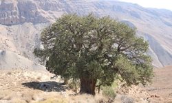 ابلاغ مراتب ثبت ملی دو میراث طبیعی در فهرست اقدامات پاسدارانه به استاندار خراسان شمالی