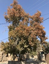 ثبت درخت چنار کهنسال روستای ابرسج در فهرست میراث طبیعی ملی