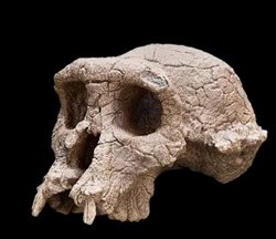 اجداد انسان در اروپا تکامل یافته اند