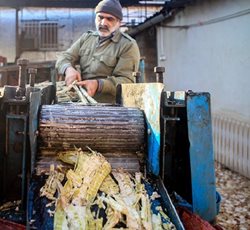 ریکنده در قائمشهر و بهنمیر از جمله مناطق مهم تولید نیشکر و شکر قرمز در مازندران هستند