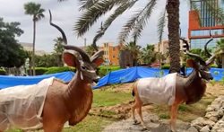 نخستین باغ وحش مصنوعی حیوانات آفریقایی در بندرعباس به بهره برداری رسید