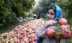 وزارت میراث فرهنگی پیگیر ثبت جهانی جشنواره انار ایران است