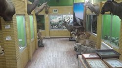 موزه تاریخ طبیعی یکی از موزه های مشهور تبریز به شمار می رود