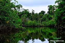 تور نوروز جنگلهای آمازون (کشتی کروز) و برزیل