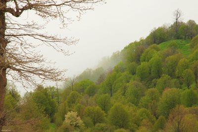 بر فراز جنگل اَبر